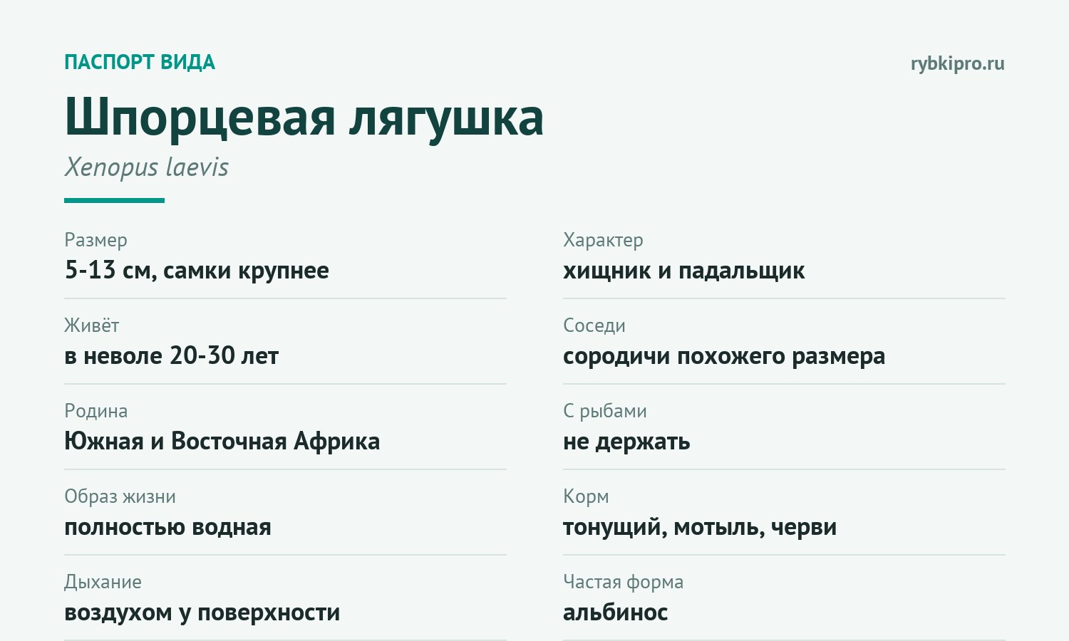 Главное о шпорцевой лягушке в одной карточке