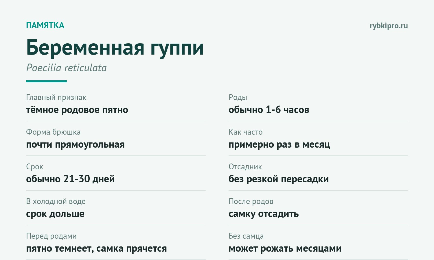 Признаки, сроки и действия при беременности гуппи в одной карточке