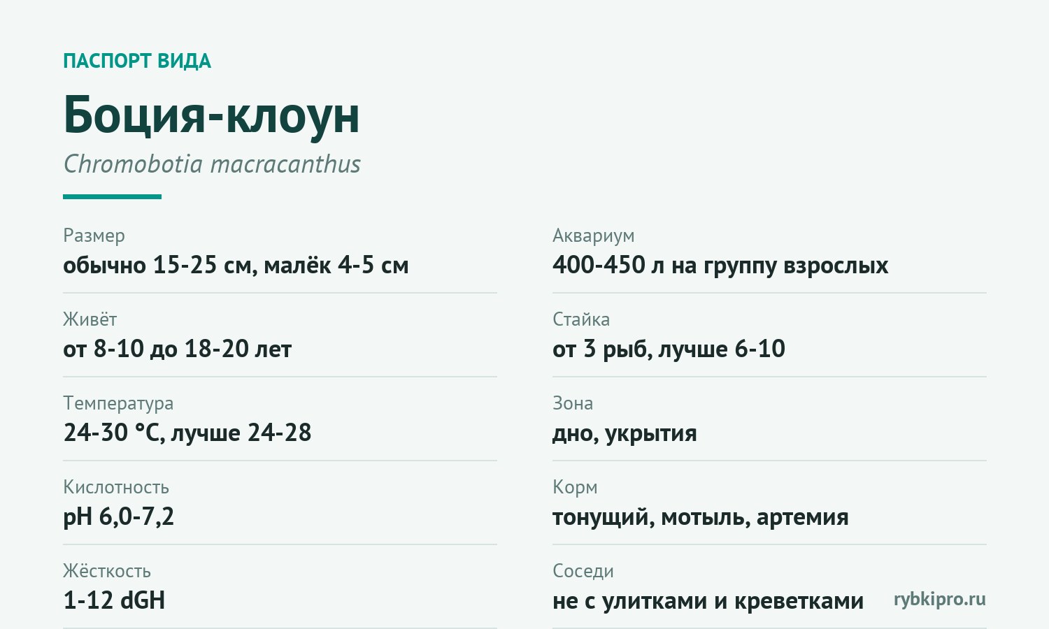 Главные параметры содержания боции-клоуна в одной карточке