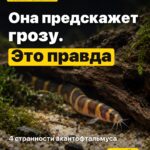 Она предскажет грозу. Это правда 4 странности акантофтальмуса