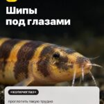 Странность 1: Шипы под глазами, проглотить такую трудно