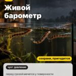 Странность 2: Живой барометр, перед грозой мечется у поверхности