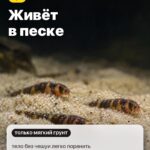 Странность 3: Живёт в песке, тело без чешуи легко поранить