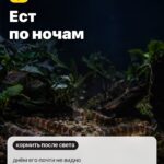 Странность 4: Ест по ночам, днём его почти не видно