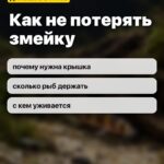 Как не потерять змейку: почему нужна крышка, сколько рыб держать, с кем уживается