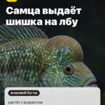Факт 1: Самца выдаёт шишка на лбу, растёт с возрастом