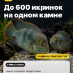 Факт 3: До 600 икринок на одном камне, самец охраняет территорию