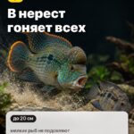 Факт 4: В нерест гоняет всех, мелких рыб не подселяют