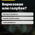 Бирюзовая или голубая?: чем они отличаются, сколько литров нужно, с кем уживаются