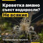Креветка амано съест водоросли? Не всякие 4 правды перед покупкой