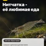 Правда 1: Нитчатка - её любимая еда, клешни-щёточки щиплют нити