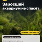 Правда 2: Заросший аквариум не спасёт, сначала устранить причину