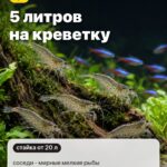 Правда 3: 5 литров на креветку, соседи - мирные мелкие рыбы