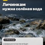 Правда 4: Личинкам нужна солёная вода, в аквариуме потомства не будет