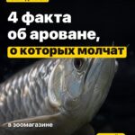 4 факта об ароване, о которых молчат в зоомагазине