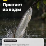 Факт 1: Прыгает из воды, в природе ловит жуков в прыжке