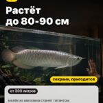Факт 2: Растёт до 80-90 см, малёк из магазина станет гигантом