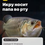 Факт 3: Икру носит папа во рту, в выводке 12-30 мальков