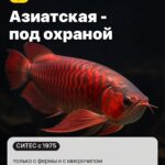Факт 4: Азиатская - под охраной, только с фермы и с микрочипом