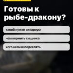 Готовы к рыбе-дракону?: какой нужен аквариум, чем кормить хищника, кого нельзя подселять