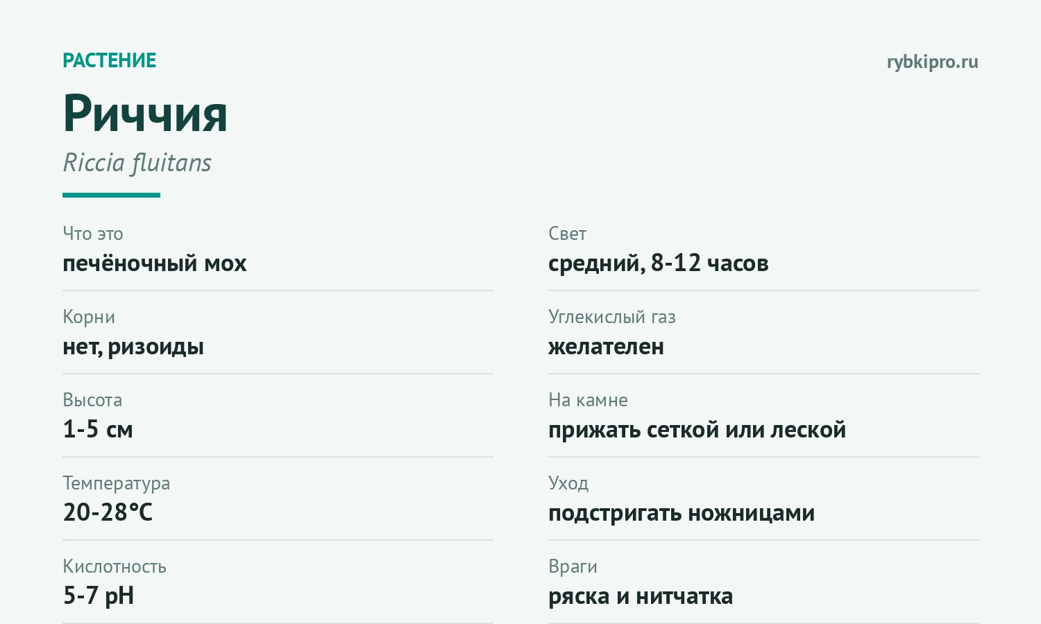 Главное о содержании риччии в одной карточке