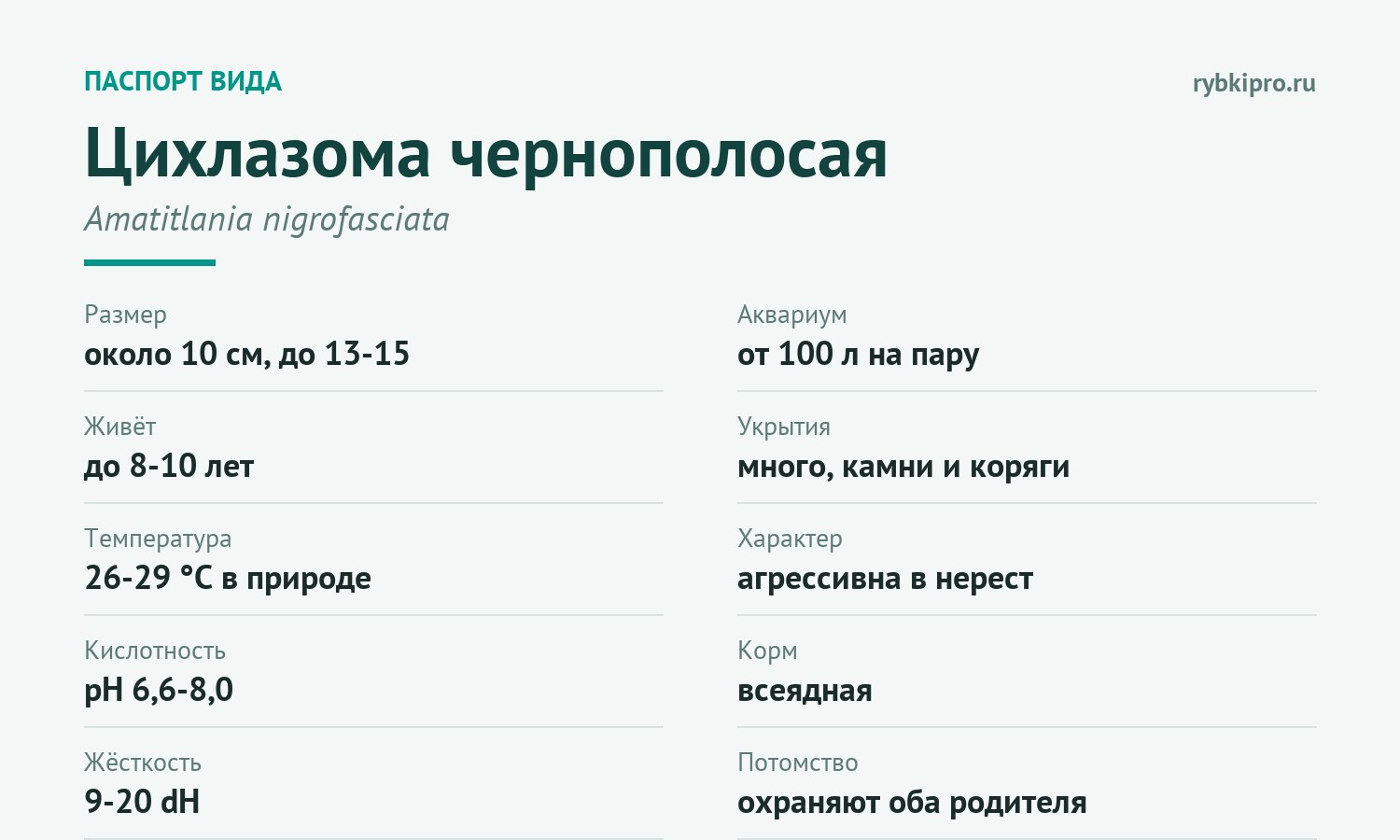 Главные параметры содержания чернополосой цихлазомы в одной карточке