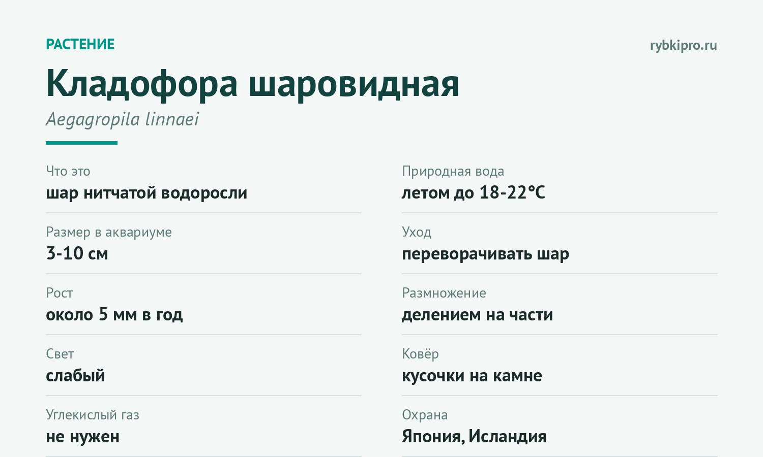 Главное о содержании кладофоры шаровидной в одной карточке