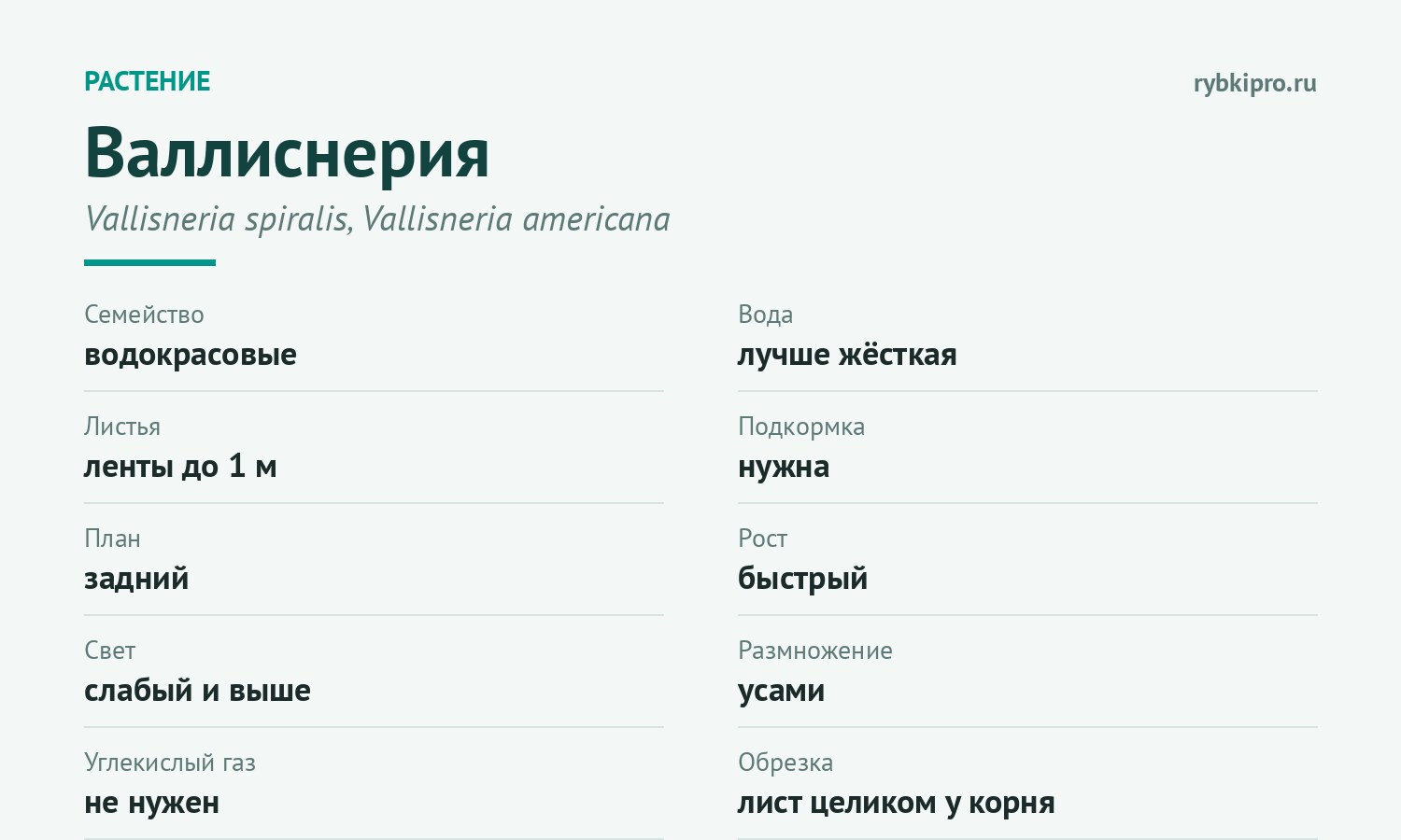 Главное о содержании валлиснерии в одной карточке