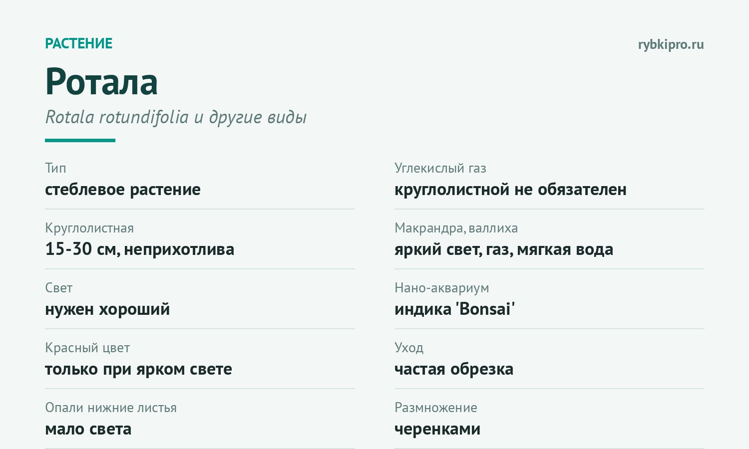 Главное о содержании роталы в одной карточке