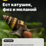 Правило 1: Ест катушек, физ и меланий, крупных ампулярий обычно не трогает
