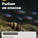 Правило 2: Рыбам не опасна, а вот икру съест