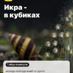 Правило 4: Икра - в кубиках, молодь полгода живёт в грунте