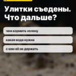 Улитки съедены. Что дальше?: чем кормить хелену, какая вода нужна, с кем её не держать