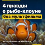 4 правды о рыбе-клоуне без мультфильма из справочников и FishBase