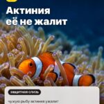 Правда 1: Актиния её не жалит, чужую рыбу актиния ужалит