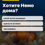 Хотите Немо дома?: какой нужен аквариум, нужна ли актиния, чем кормить