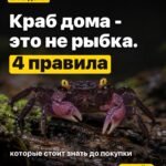 Краб дома - это не рыбка. 4 правила которые стоит знать до покупки