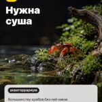Правило 1: Нужна суша, большинству крабов без неё никак