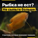 Рыбка не ест? Не сыпьте больше 4 причины, которые проверяют первыми