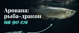 Серебряная арована у поверхности воды: рот направлен вверх, на подбородке два усика