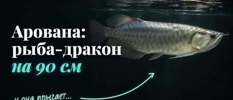 Серебряная арована у поверхности воды: рот направлен вверх, на подбородке два усика