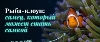 Рыба-клоун среди щупалец актинии: защитная слизь не даёт актинии её ужалить