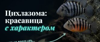 Пара чернополосых цихлазом у камня: у самки на брюхе оранжевые пятна, самец крупнее