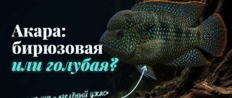 Бирюзовая акара: перламутровые голубые точки по зеленоватому телу и оранжевый кант на плавниках