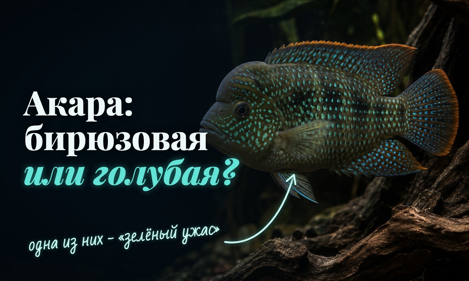 Бирюзовая акара: перламутровые голубые точки по зеленоватому телу и оранжевый кант на плавниках