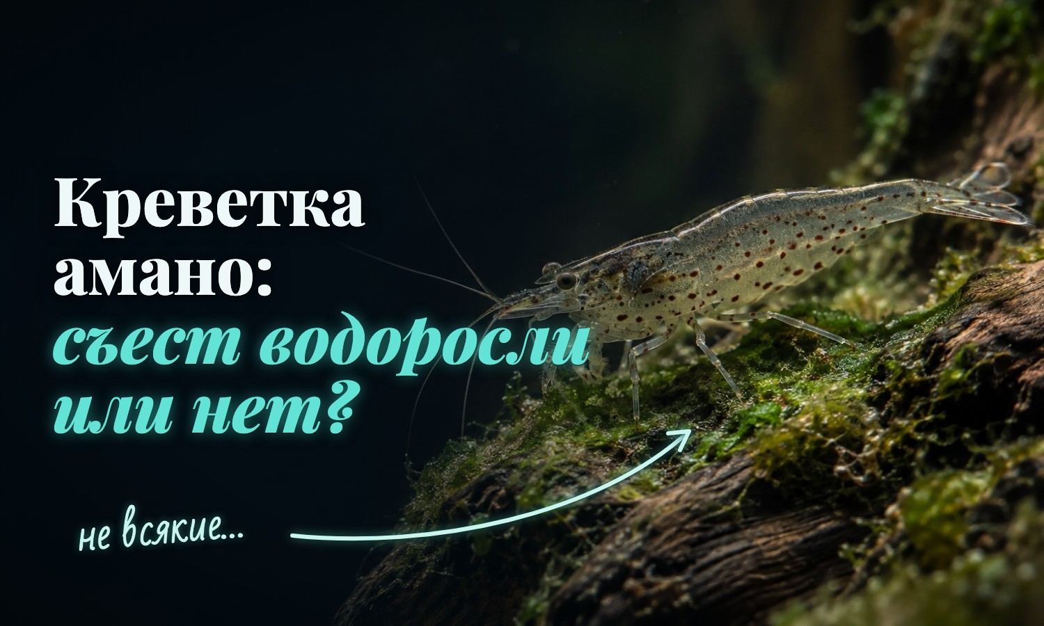 Креветка амано на коряге: полупрозрачное тело и цепочки тёмных точек и штрихов по бокам