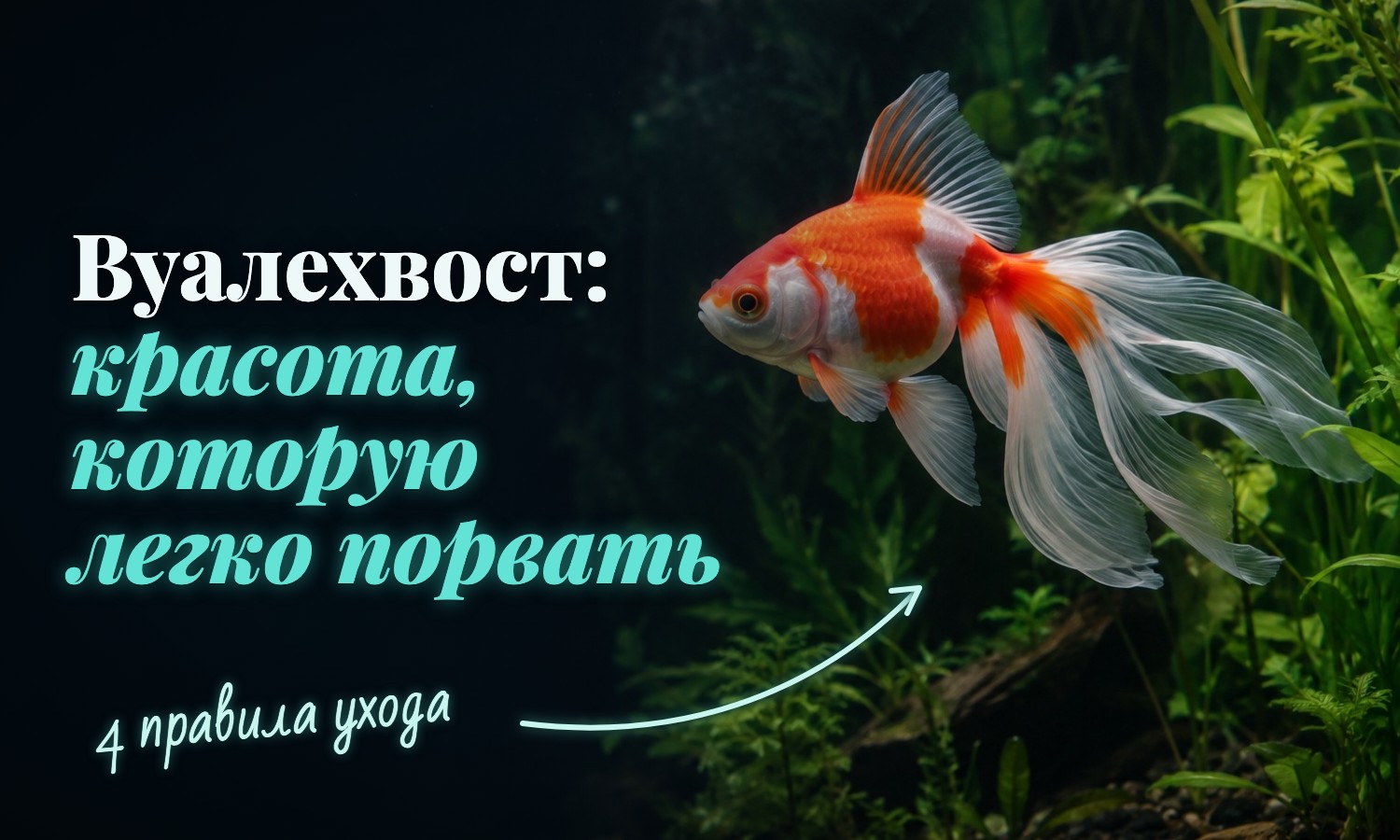 Вуалехвост: яйцевидное тело и длинный раздвоенный хвост, ниспадающий в воде как вуаль