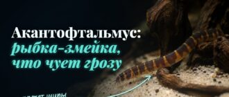 Акантофтальмус на песке: змеевидное тело в поперечные тёмные и жёлто-оранжевые полосы