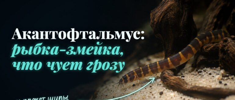 Акантофтальмус на песке: змеевидное тело в поперечные тёмные и жёлто-оранжевые полосы