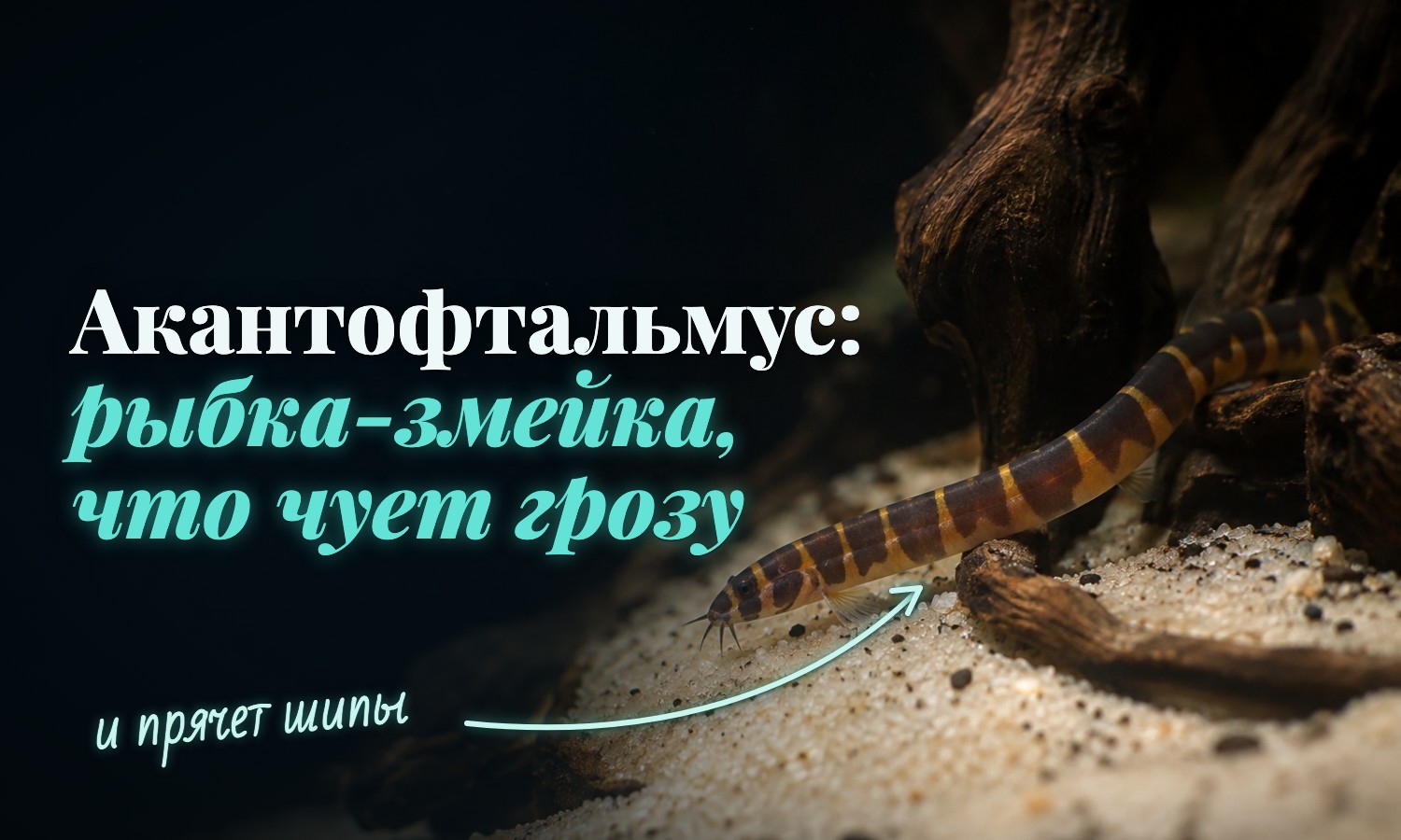 Акантофтальмус на песке: змеевидное тело в поперечные тёмные и жёлто-оранжевые полосы